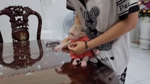 Baby Monkey SUGAR Angry at Mom Not Allowed Eating Cake
