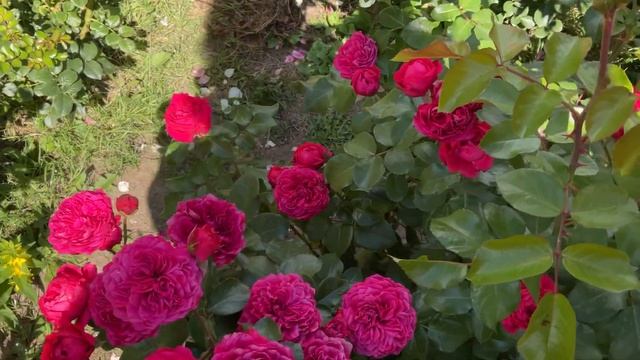 Розы. Ред Леонардо да Винчи и другие сорта, 04 сент 2022 смотреть онлайн