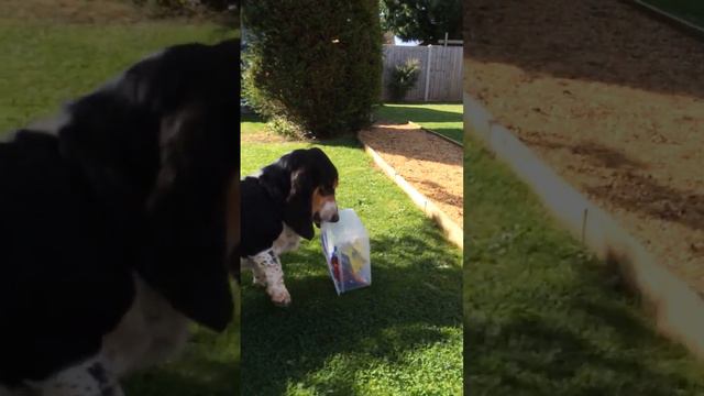 How to keep a Basset Hound amused смотреть онлайн