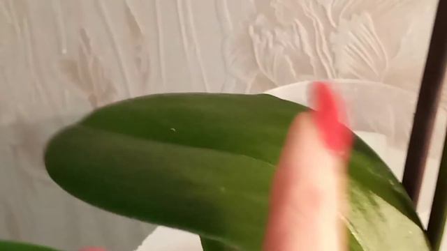Орхидея Phal.Little Flash (мультифлора) смотреть онлайн
