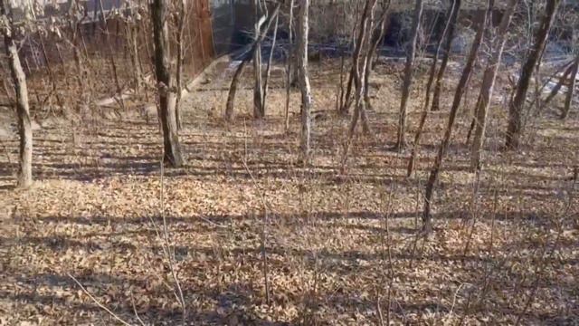 приморский сафари парк декабрь 2023 и янтарик в конце смотреть онлайн