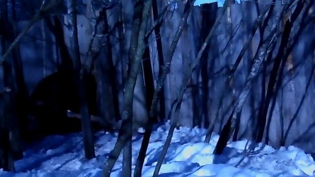 Тренировка РЕЛ ПП Вулкан по кабану смотреть онлайн