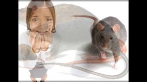 Сонник: Увидеть во сне крысу (мышь) Толкование снов