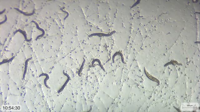 Fungi vs. Nematodes смотреть онлайн