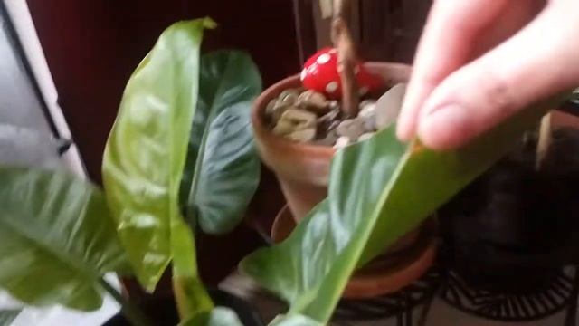 филодендрон 