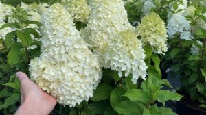 Гортензия метельчатая "Шугар Раш" Hydrangea paniculata "Sugar Rush"