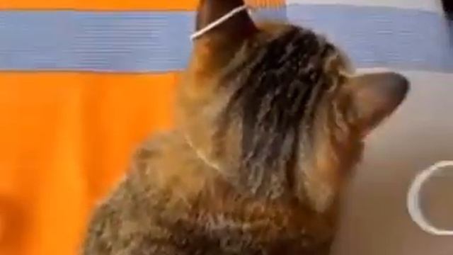 Теперь вы знаете, чем заняться со своим котом смотреть онлайн