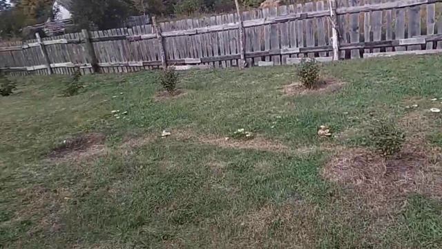 Вентиляция погреба и обзор участка смотреть онлайн