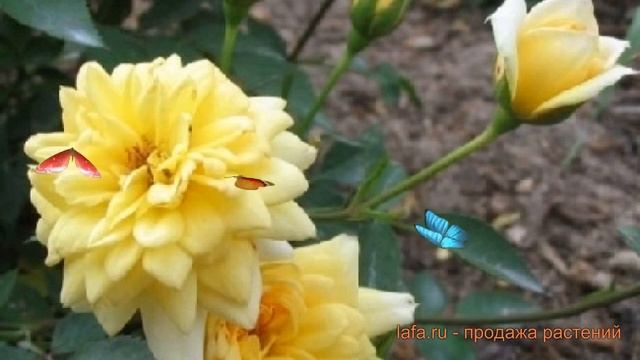 Роза миниатюрная Голден Мейландина ? обзор: как сажать, саженцы розы Голден Мейландина смотреть онлайн