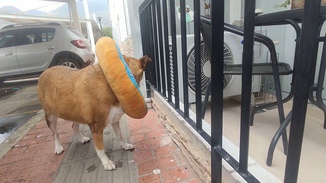 DEVOLVIENDO A CASA A PRINCESA TODA UNA HERMOSURA YA SOMOS AMIGUITOS RIGS COLOMBIA SALVADOR DE VIDAS смотреть онлайн