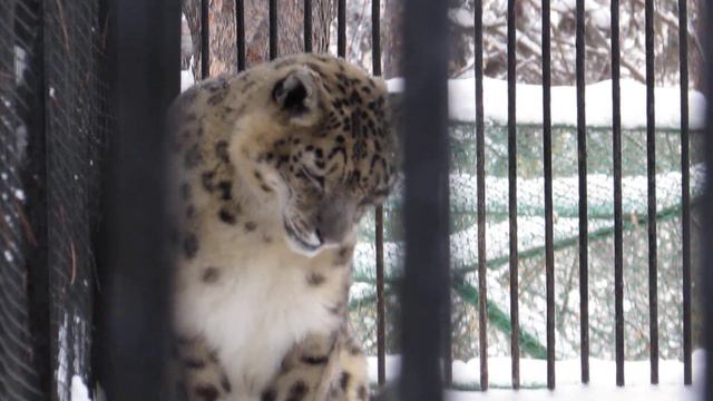 Даже снежные барсы любят ласку 18.11.18 смотреть онлайн