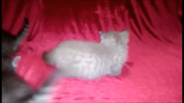 КОРОТКОЛАПЫЕ МИНИ КОТЯТА МАНЧКИН/ готовятся к переезду смотреть онлайн