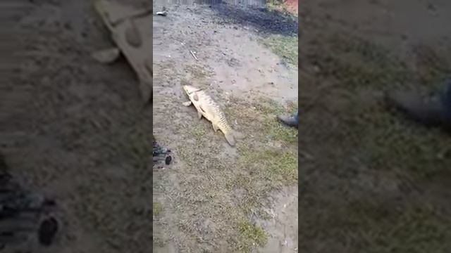 Трофейный карп смотреть онлайн