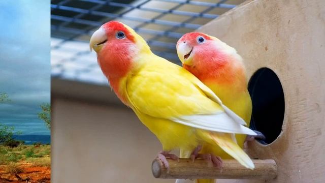 Попугаи неразлучники- размножение