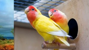 Попугаи неразлучники- размножение