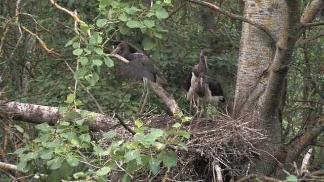 Черный аист. Кормление птенцов. Black stork. Feeding of chicks. смотреть онлайн