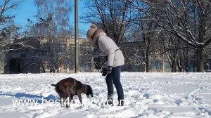 Курцхаар Особенности породы Кому подойдет эта порода