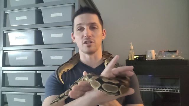 The Blade Ball Python: State of the Morph 2023. Underrated? Forgotten? смотреть онлайн