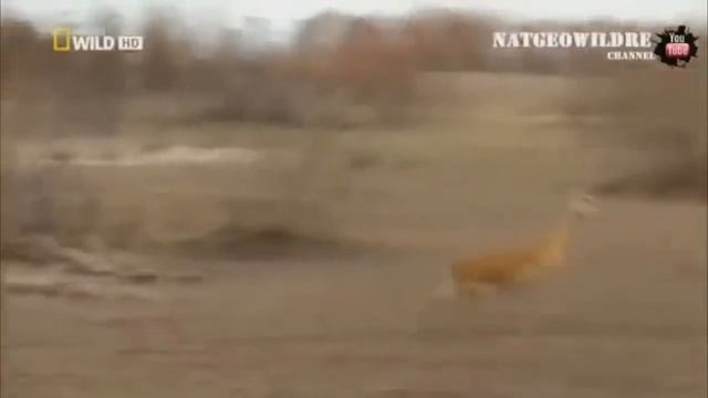 Животные, у которых получилось избежать гибели смотреть онлайн