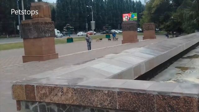 В центре Самары большая стая крупных собак сопровождает велосипедиста по тротуарам и дорогам города смотреть онлайн