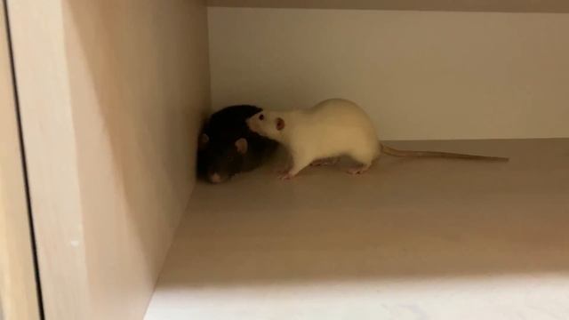 ЗНАКОМЛЮ КРЫС! КАК ПОДСЕЛИТЬ НОВУЮ КРЫСУ? КАК ПОДРУЖИТЬ КРЫС? ПОДСЕЛЕНИЕ НОВОЙ КРЫСЫ В СТАЮ смотреть онлайн