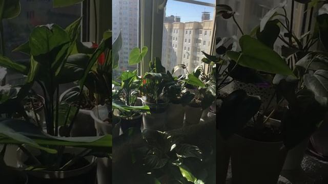 Комнатные цветы. Антуриум зацвел. смотреть онлайн