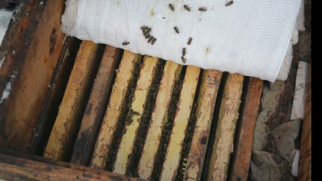 Что случилось с Карникой во время морозов.