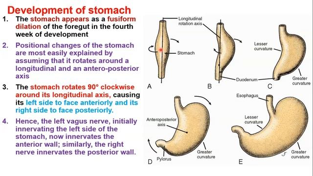 gestrointestinal / development & embryology git tract смотреть онлайн
