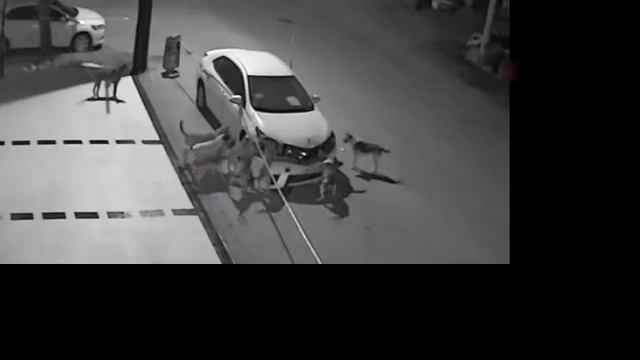 В Волгограде стая собак оторвала бампер у авто смотреть онлайн