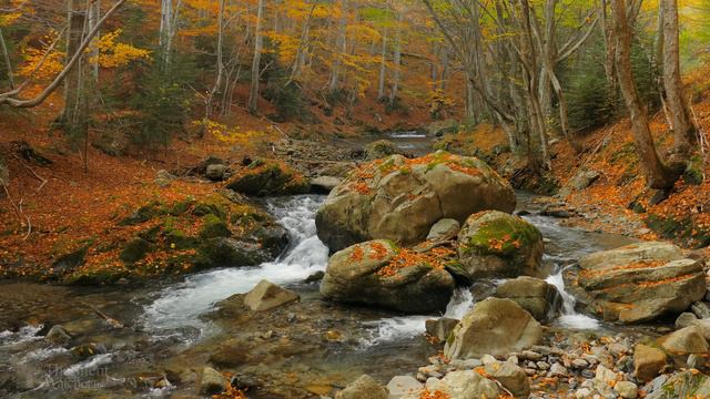 4K Autumn Forest - Relaxing Nature Video & River Sounds - NO MUSIC - 1 Hour Ultr