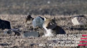 Тибетская Лиса