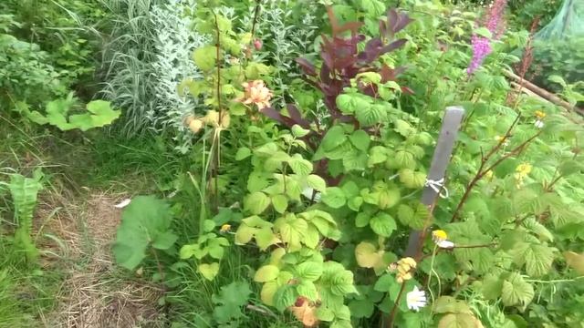 12 08 2020г красная малина-ляшка и жёлтая малина-жёлтый гигант дача под Архангельском смотреть онлайн