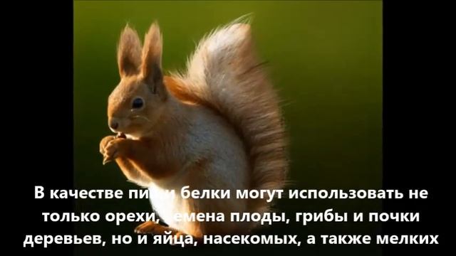 Все о белочках. Белки. В мире животных. смотреть онлайн