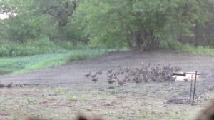 Как ловят утку для окольцовывания. Ловушки (охота) на утку.