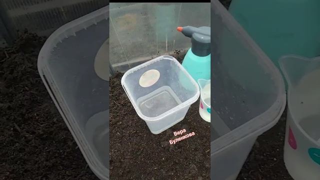 Обработка теплицы! Самый простой способ дезинфекции! смотреть онлайн