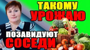 Такому урожаю позавидуют ваши соседи. Обзор новых семян.