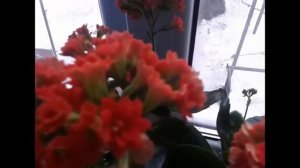 Цветение каланхоэ .Чем я подкармливаю  каланхоэ