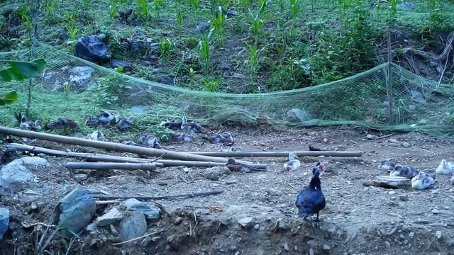 collect firewood, make a firewood rack, craft stove, fire, build a farm - 200 days in the forest смотреть онлайн