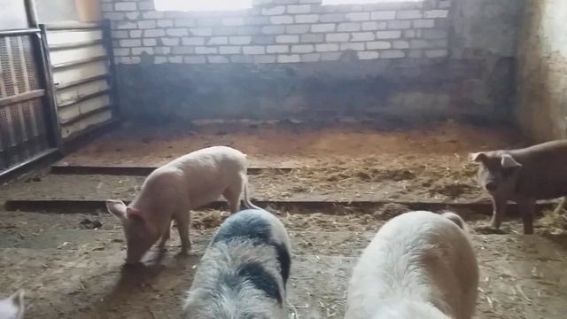 Уборка в свинарнике. смотреть онлайн