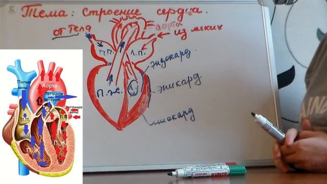 АНАТОМИЯ ЧЕЛОВЕКА. Строение сердца и круги кровообращения. смотреть онлайн