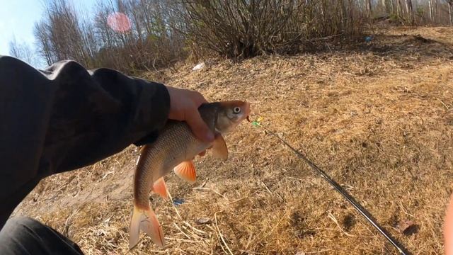 Огромные Язи на донку! Отличная рыбалка! смотреть онлайн