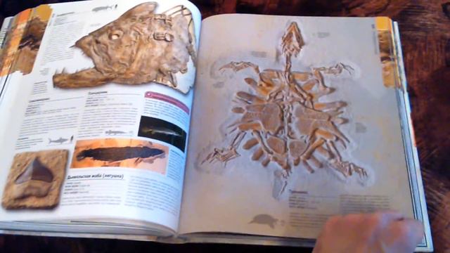 Развитие жизни на земле смотреть онлайн