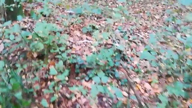 ГРИБЫ В ЛЕСАХ ПОЛЬШИ // КАК СОБИРАТЬ ГРИБЫ //ГДЕ СОБИРАТЬ ГРИБЫ, КАК РАСПОЗНАТЬ ГРИБЫ, РЕЦЕПТ ГРИБО смотреть онлайн