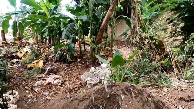 Рассадник растений на Занзибаре?Цветочные джунгли Стоун-Тауна?Выбираем экзотические растения?Африка смотреть онлайн