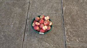 Яблоня МАРИПОСА РОЯ  с превосходными вкусовыми качествами / Красномясый сорт