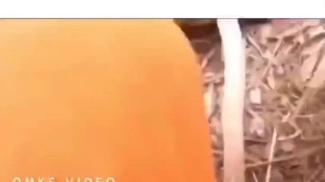 Трогательное спасение австралийских животных смотреть онлайн