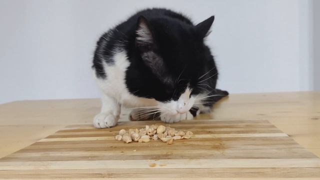 Cat Eating Peanuts ASMR