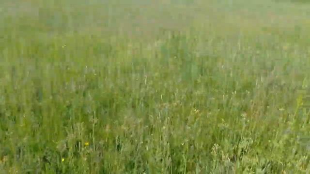 Посев многолетних трав на сено по No Till Обзор смотреть онлайн