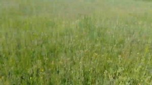 Посев многолетних трав на сено по No Till Обзор