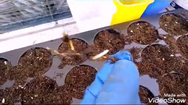 Размножение малины маточным корнем 2 смотреть онлайн